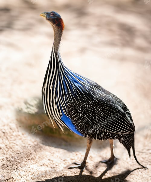 Vorschau: Geier-Perlhuhn (Acryllium vulturinum)