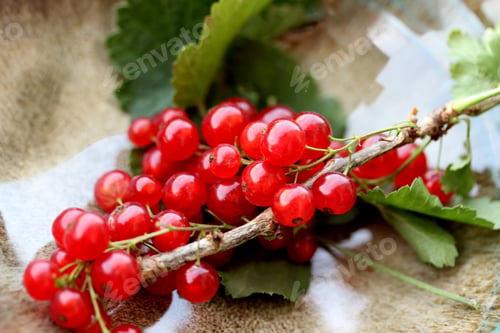 Preview: A freshly picked branch of organically grown red currants
