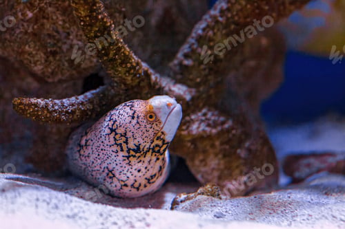 Preview: Underwater shot of fish Echidna nebulosa