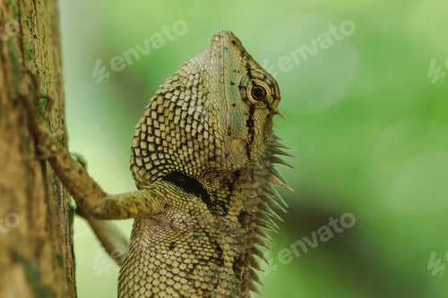Preview: Yellow lizards on trees