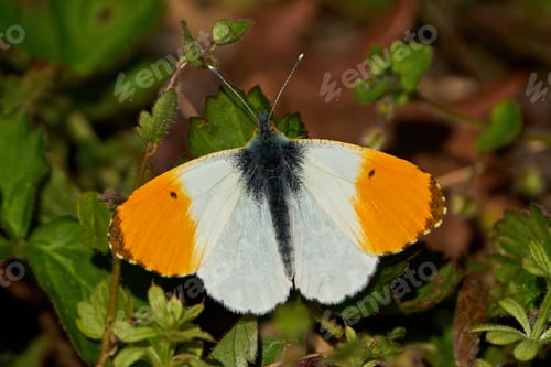 Preview: Aurora (Anthocharis cardamines)