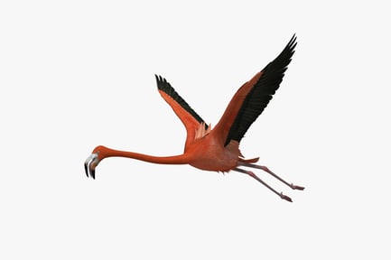 Preview: American Flamingo, Phoenicopterus Ruber in Flight