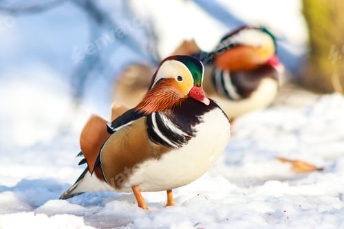 Preview: Mandarin duck, bird , colorful of nature, wildlife, wild, decorative birds.