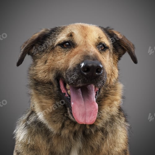 Preview: ginger funny dog - a symbol of 2018, stuck out his tongue and smiles, posing on grey background