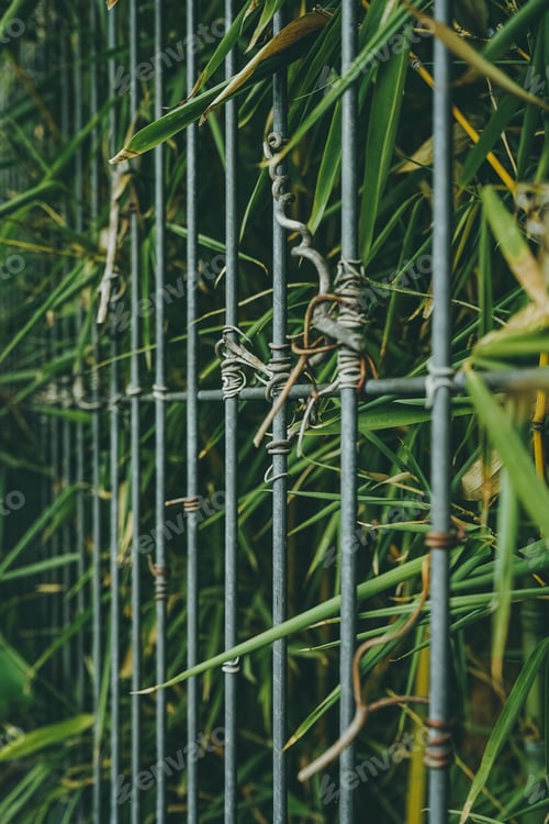 Preview: Moody nature background of a fence covering by nature
