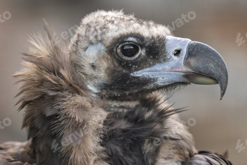 Preview: Cinereous vulture (Aegypius monachus) is a large raptorial bird