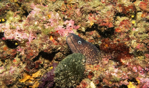 Preview: Colorful sea life underwater, shallow underwater seascape