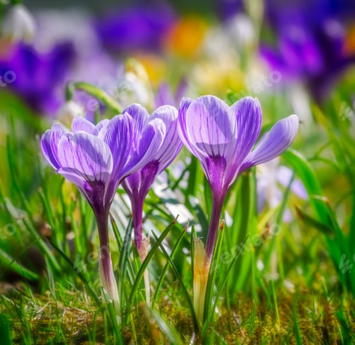 Preview: Spring meadow with various crocus flowers