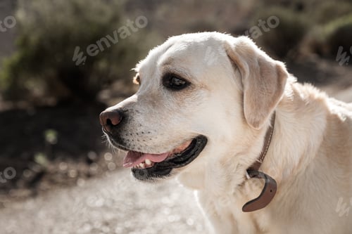Preview: Closeup portrait of white labrador retrievier dog at the park in springtime