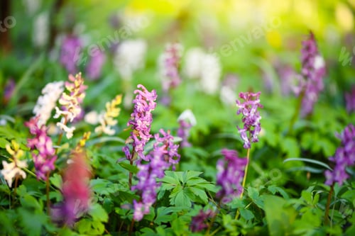 Preview: Hollowroot (in Latin: Corydalis cava) blooms in the forest