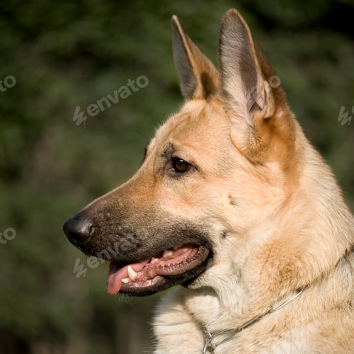 Preview: german shepherd
