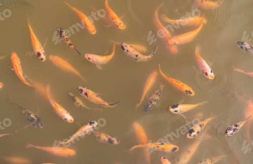 Preview: Top view of Nile tilapia fish on farm waiting for food in aquaculture pond at feeding time.