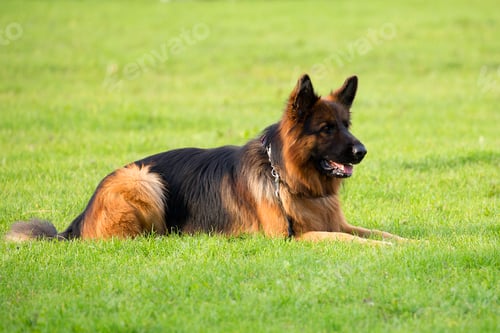 Preview: German Shepherd in a clearing