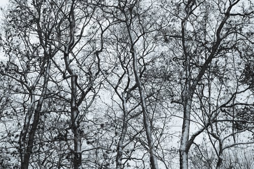 Preview: Forest network of branches, stems and twigs in winter