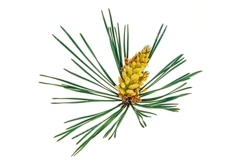 Preview: spring pine on a white isolated background