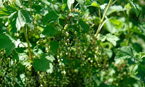 Preview: Blooming and green ovary of berries currants, several flowers on branch. Flowering bush of red, blac