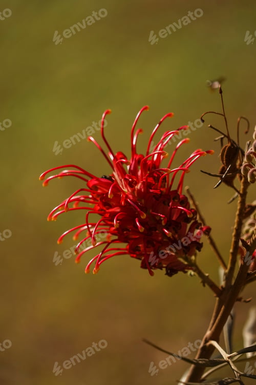 Preview: Red flower