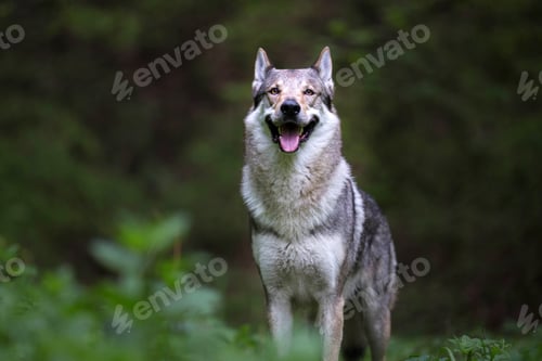 Preview: Purebred Czech Wolfdog