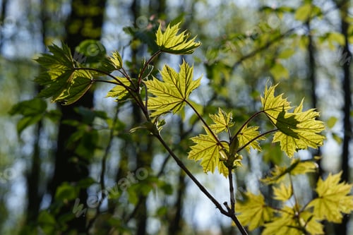 Preview: Tree branch with leaves in the forest against the backdrop of sunset.