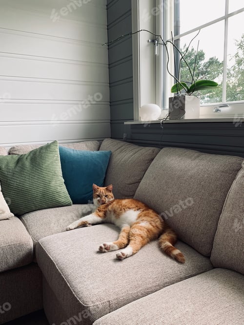 Preview: We dont own a cat ...