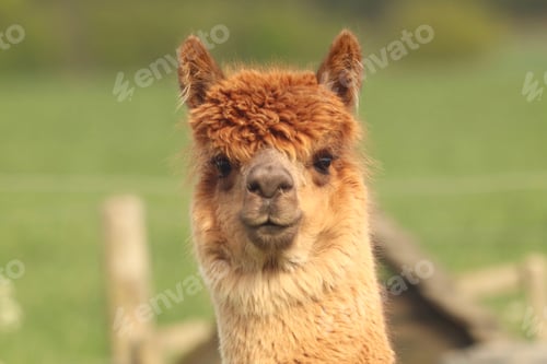 Preview: Light brown alpaca