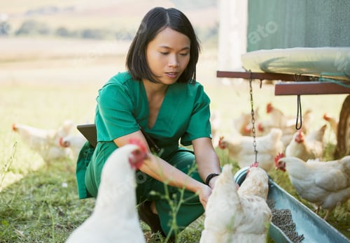 Preview: Chicken farm, vet and poultry farming with a woman feeding animals outdoor for health and wellness
