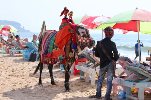 Preview: Indian man with holy indian cow decorated with colorful cloth and jewelry on the beach of North Goa.