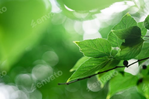 Preview: Green leaves with sunlight, summer spring foliage