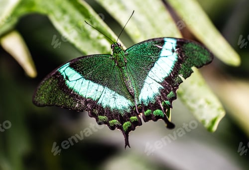 Preview: Macro shot of a beautiful emerald swallowtail butterfly on a leaf