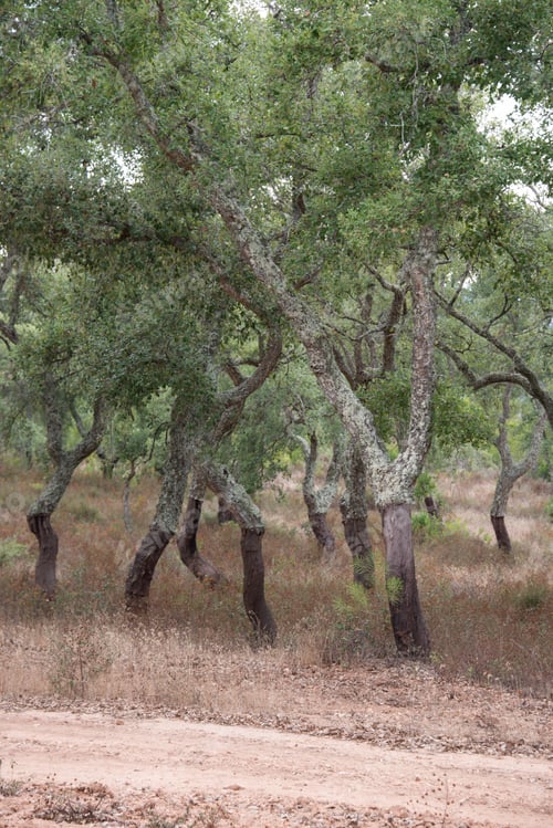 Preview: cork trees in portugal