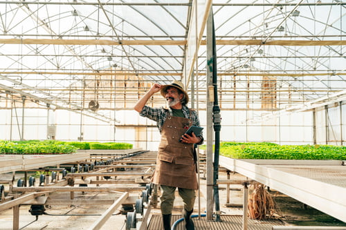 Preview: Farmer senior man working in his farm and greenhouse