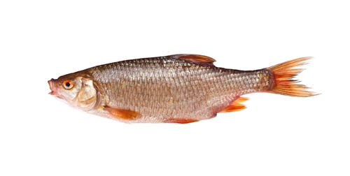 Preview: Roach rutilus rutilus