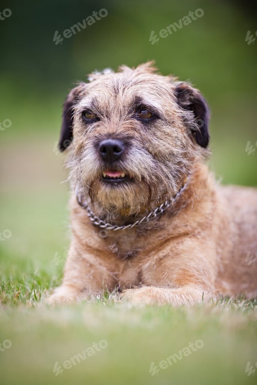 Preview: Border Terrier