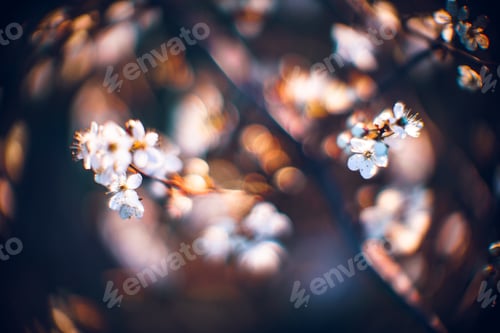 Preview: Closeup shot of a beautiful blossomed cherry tree was a beautiful spring, flowery background