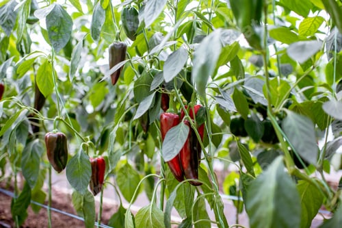 Preview: Plantation with sweet peppers
