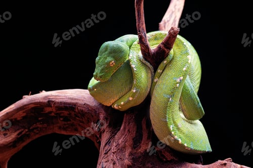 Preview: Green Snake on a Tree