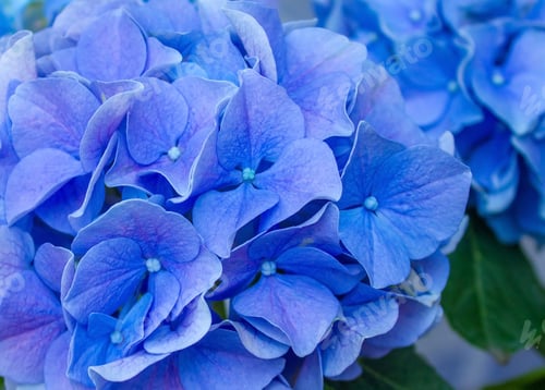 Preview: French Hydrangea background. Blue Hydrangea or Hydrangea macrophylla or Hortensia flowers.