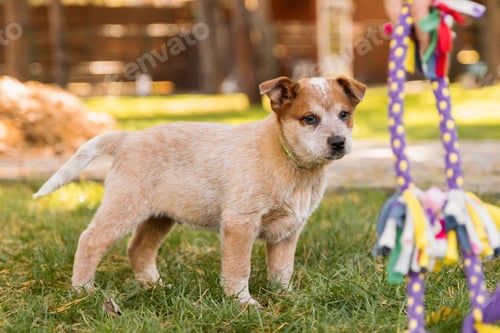 Preview: Australian cattle dog puppy outdoor. Red heeler dog breed. Puppies on the backyard. Dog litter. Dog