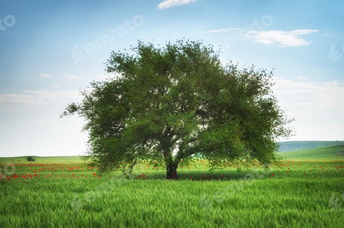 Preview: Green meadow in mountain and tree.