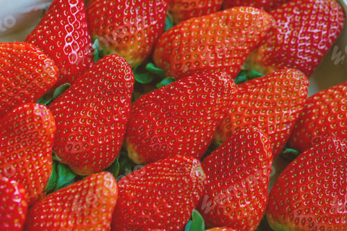 Preview: Fresh harvested strawberries in box, closeup