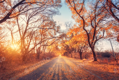 Preview: Autumn forest. Forest with country road at sunset