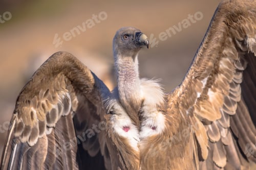 Preview: Griffon vulture portrait