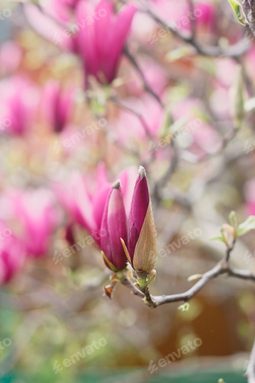 Preview: Gorgeous flowers of pink magnolia in the garden