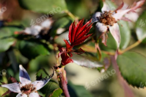 Preview: Rose Bush - Close Up Photograph With New Fresh Growth On On Branch And Old Dried Up Flowers In The