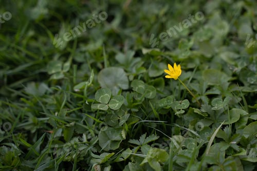 Preview: Lesser celandine Ficaire flower
