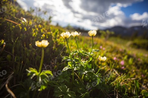 Preview: Mountains meadow