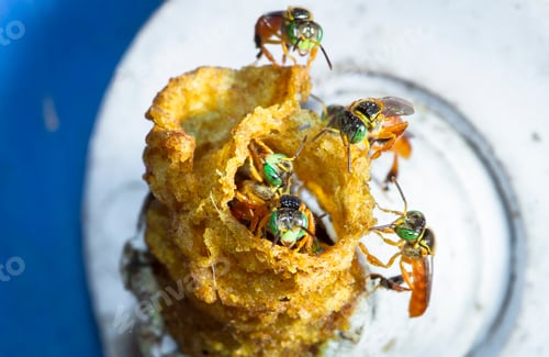 Preview: Stingless Bees at the Entrance to The Nest in Belize
