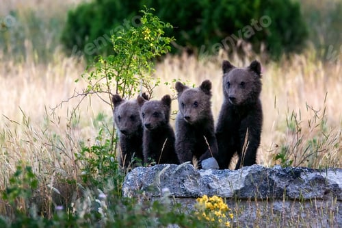 Preview: Four bear cubs in a row.