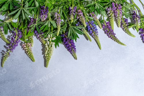 Preview: Lupine flowers. Purple and pink bud.