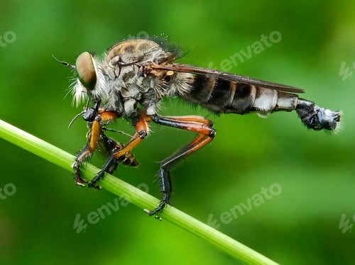 Preview: Robberfly